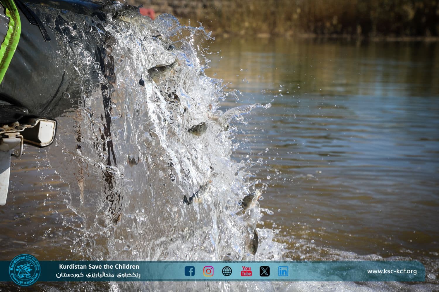 KHANAQIN – KSC Restores Life to Alwand Dam with Over 7,000 Fish Released